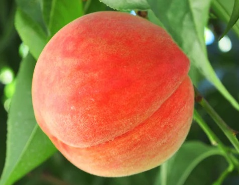 福島発！「献上桃の郷®　福島県桑折町産　もも『あかつき』」