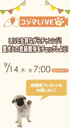 愛犬との信頼関係をチェック