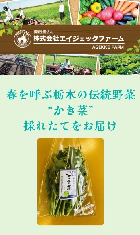 かき菜の採れたてを直送します