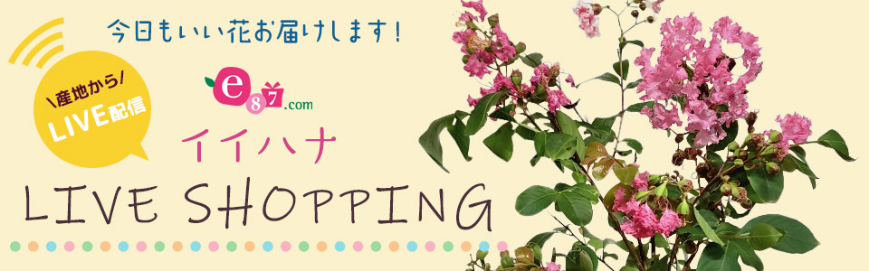 イイハナLIVE SHOPPING  盆栽の魅力に迫る