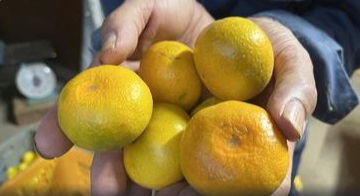 大崎上島産旬のみかん販売！
