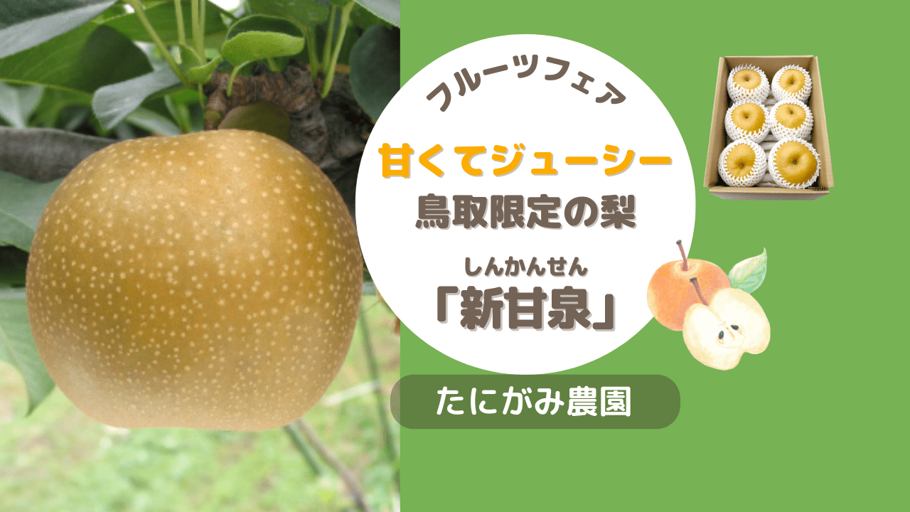鳥取オリジナル　芳醇な味の梨 新甘泉（しんかんせん）