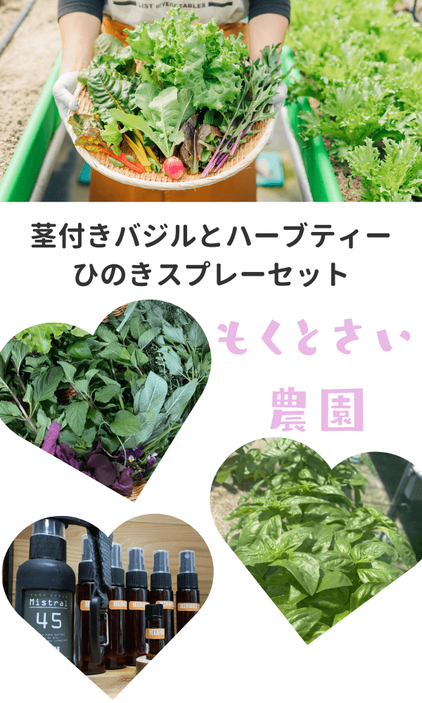 バジルが育ってきました♪畑から砂栽培のハーブをご紹介！