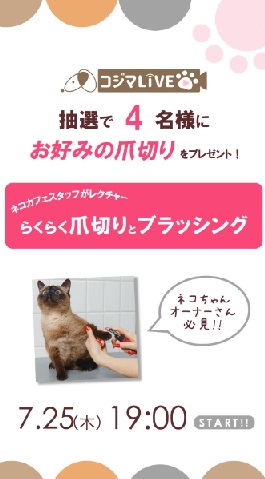 ネコちゃんの爪切りとブラッシング