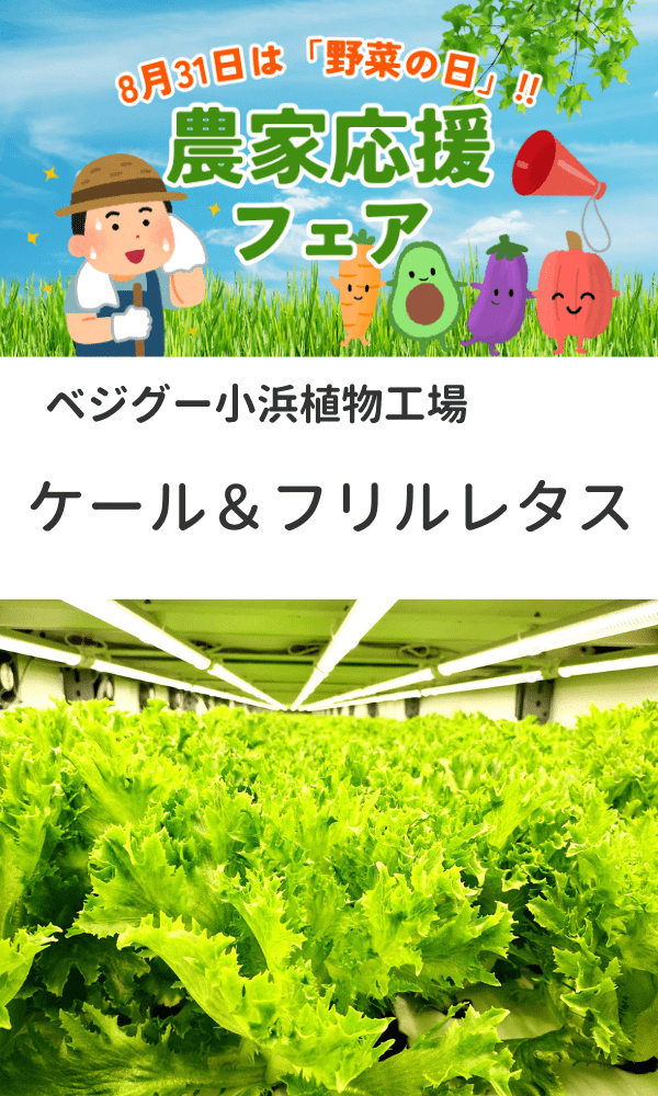【農家応援フェア】ベジグー小浜植物工場のケール＆フリルレタス
