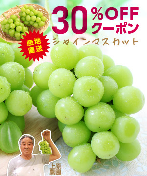 鮮度抜群＼長野県産シャインマスカット／